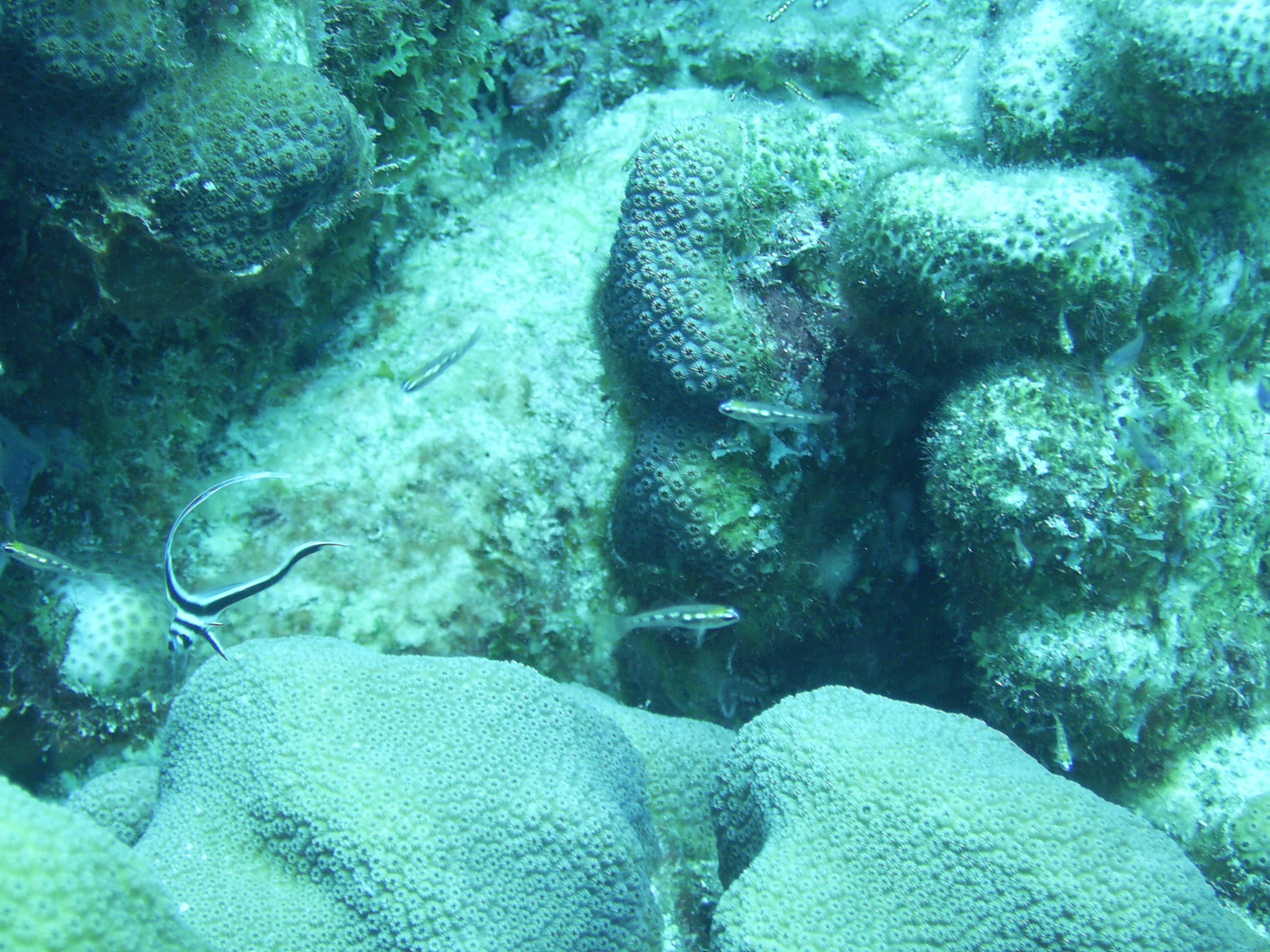 Juvenile drum