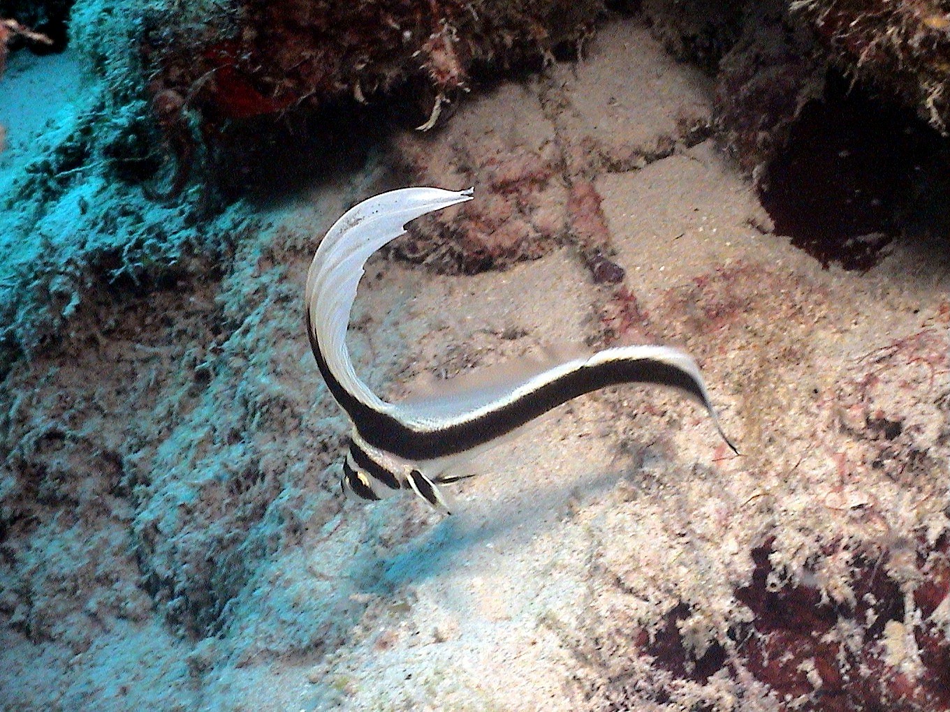 Juvenile Drumfish in Curacao