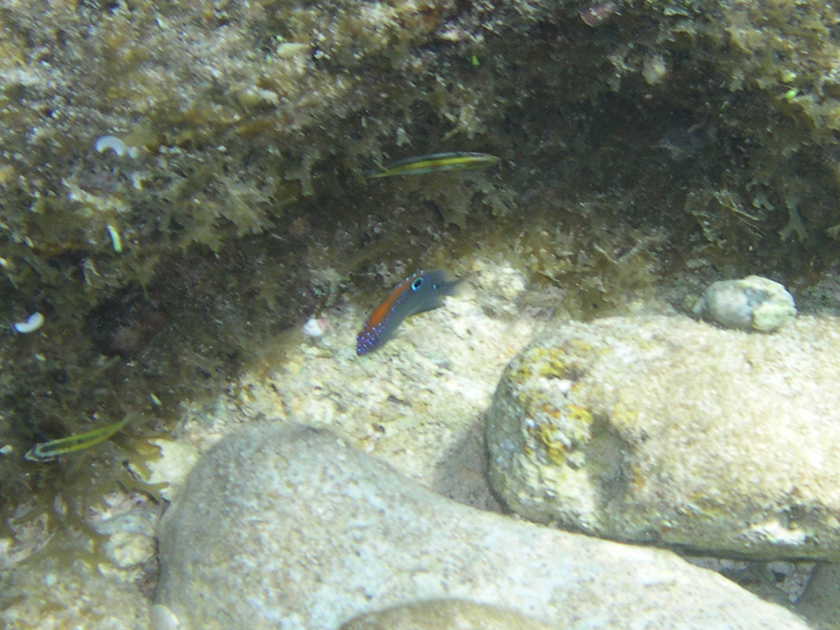 Juvenile Dusky Damselfish