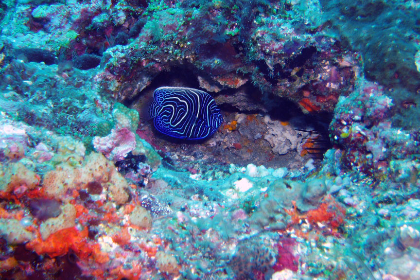 Juvenile Emperor Angelfish