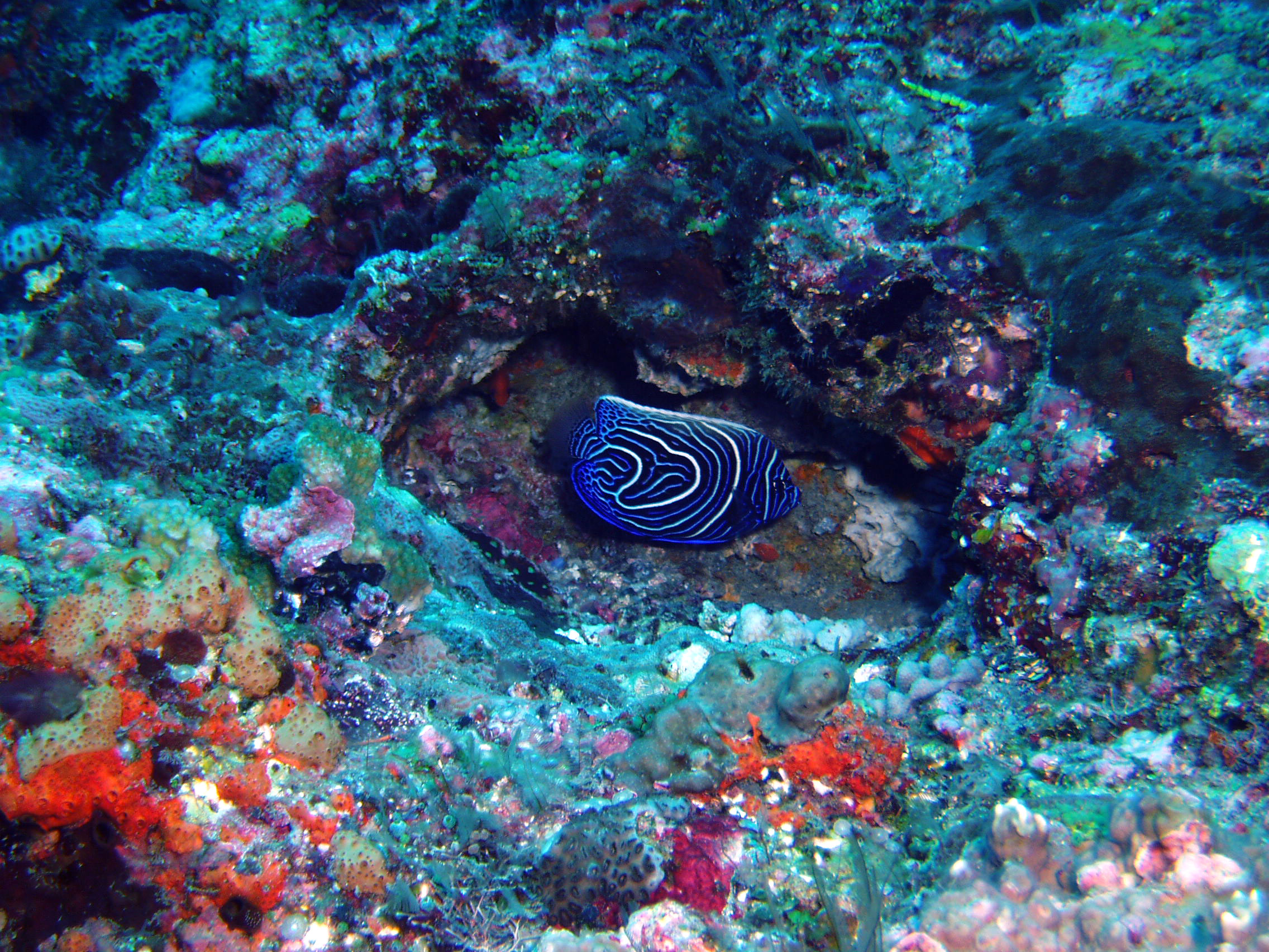 Juvenile Emperor Angelfish