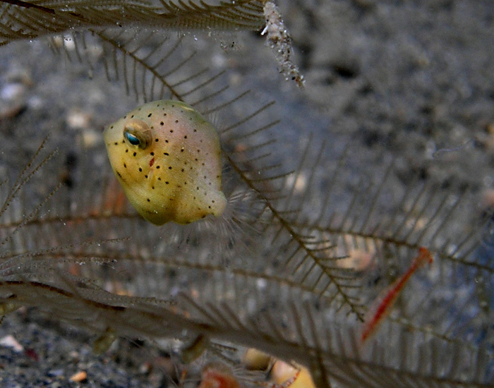 Juvenile filefish