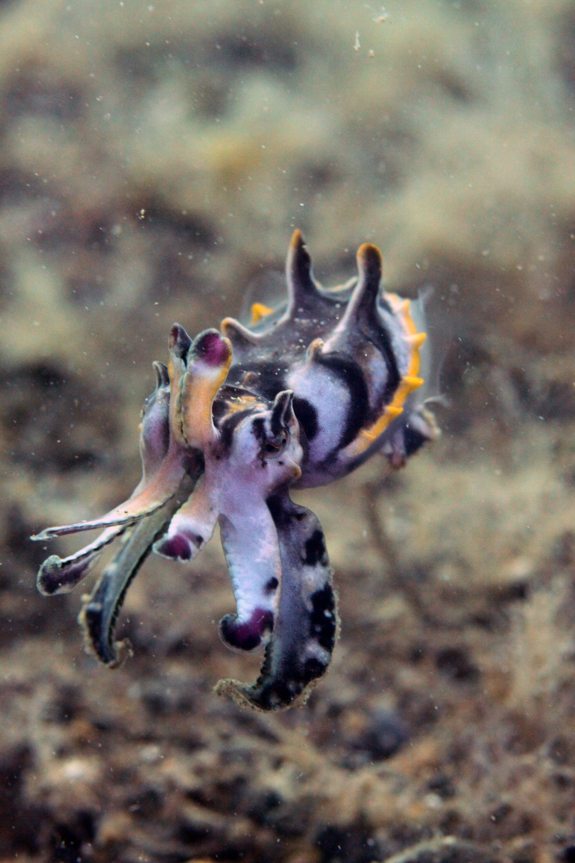 Juvenile Flamboyant Cuttlefish