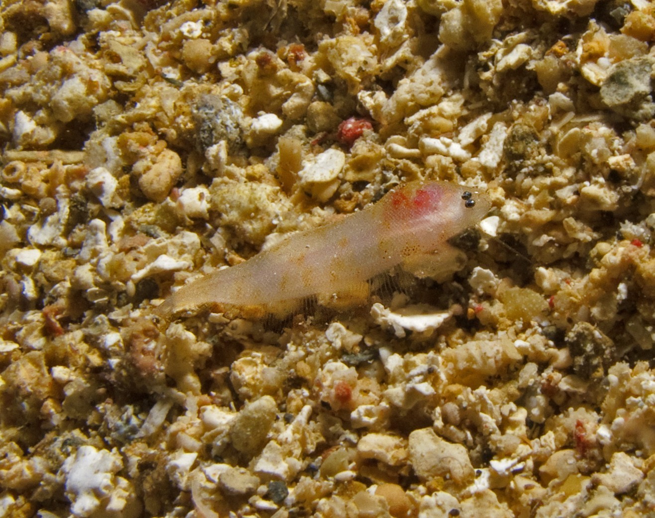 Juvenile Flounder