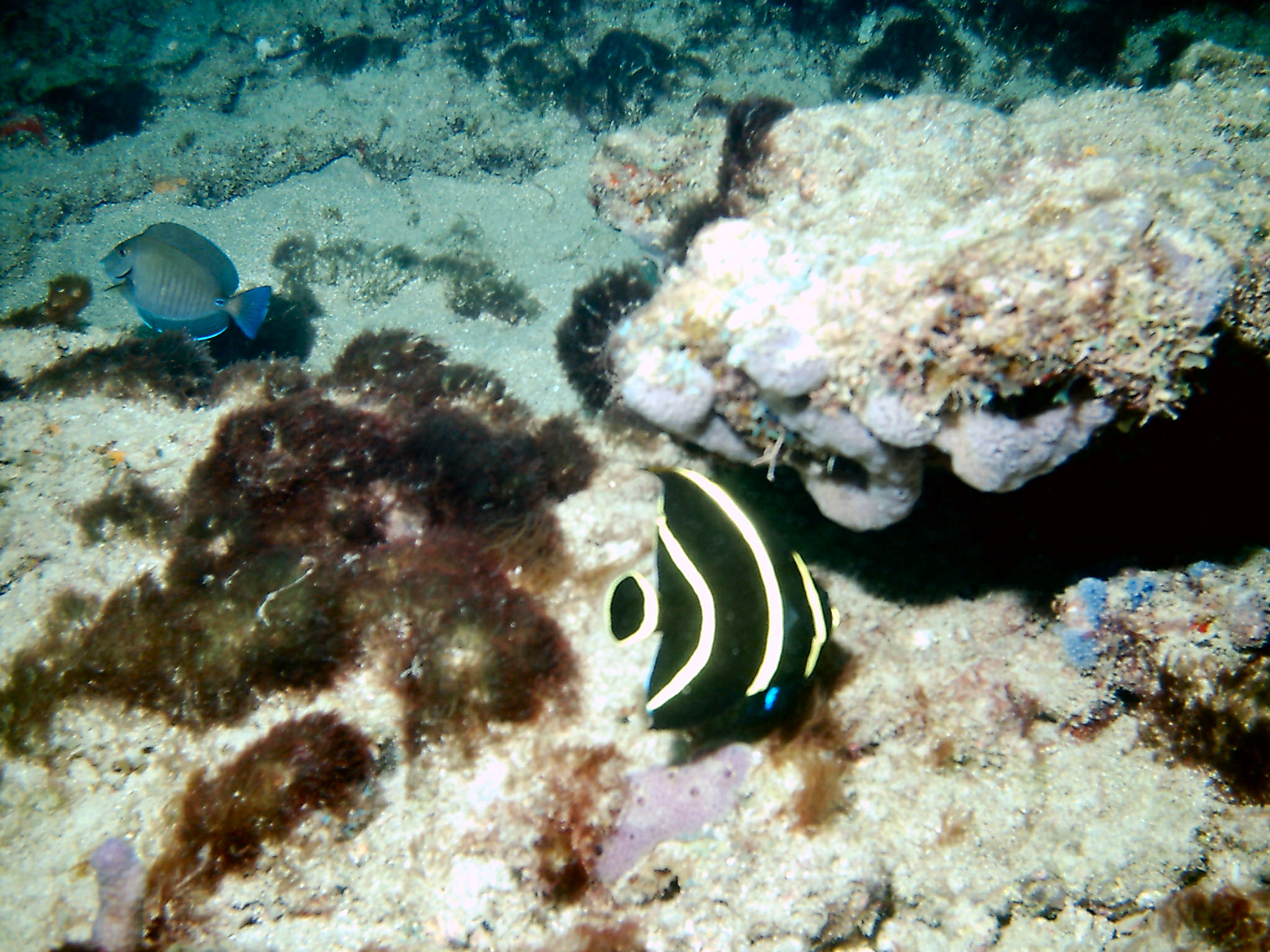 Juvenile French Angelfish on First Reef