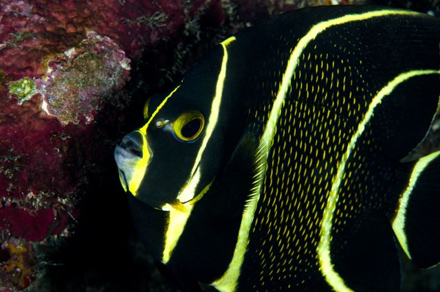 Juvenile French Anglefish