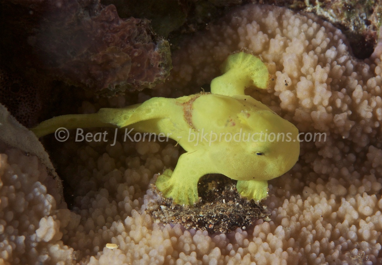 Juvenile Frog Fish