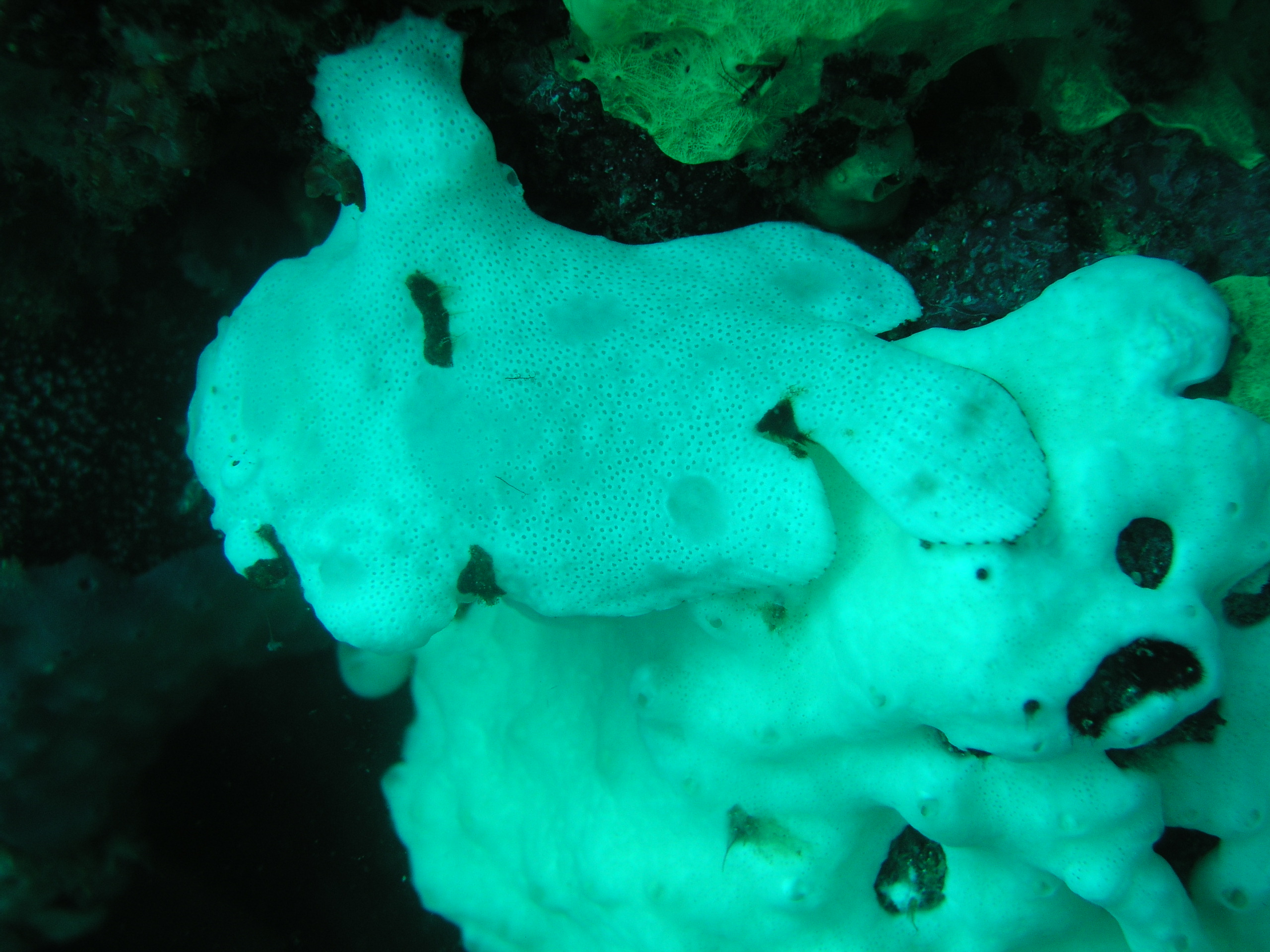 Juvenile Frog Fish