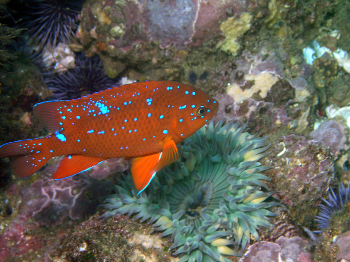 Juvenile Garibaldi - Heisler Park