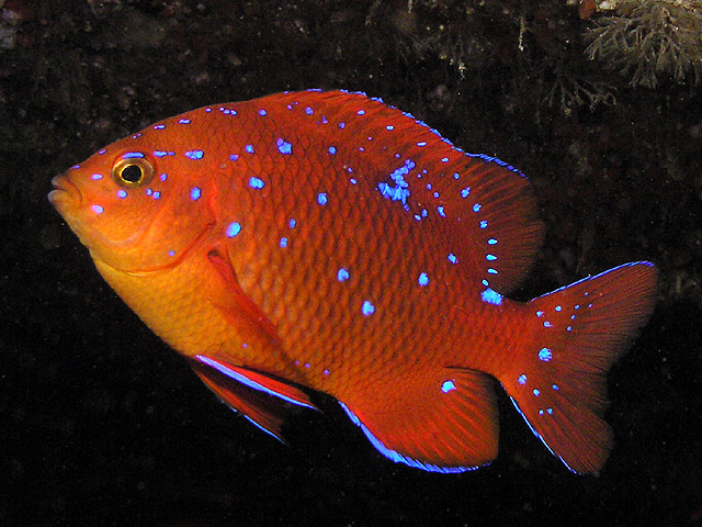 Juvenile garibaldi