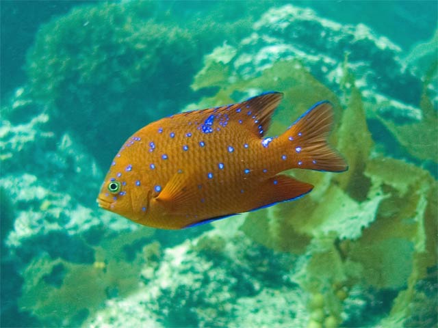 Juvenile Garibaldi