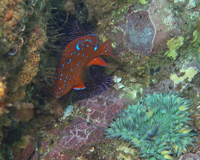 Juvenile Garibaldi