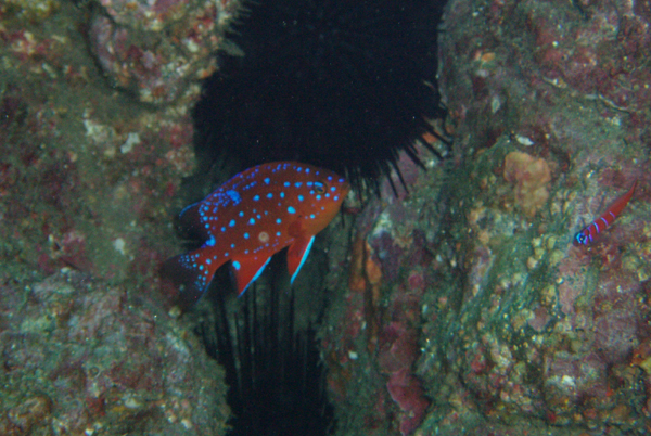 Juvenile Garibaldi