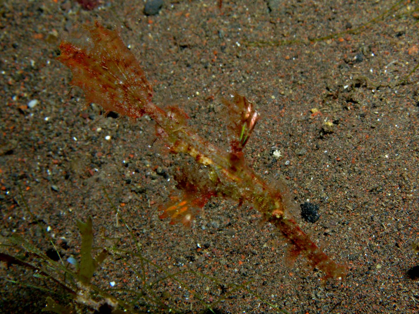 Juvenile gosh pipefish