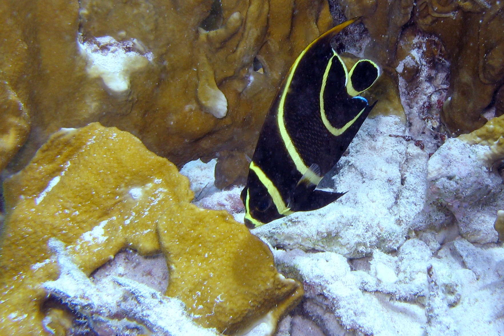 Juvenile Gray Angelfish