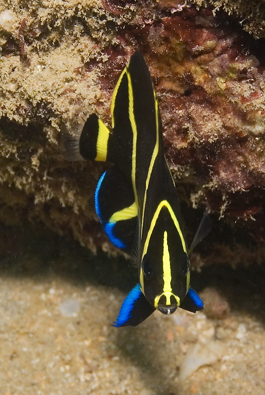 Juvenile Grey Angelfish