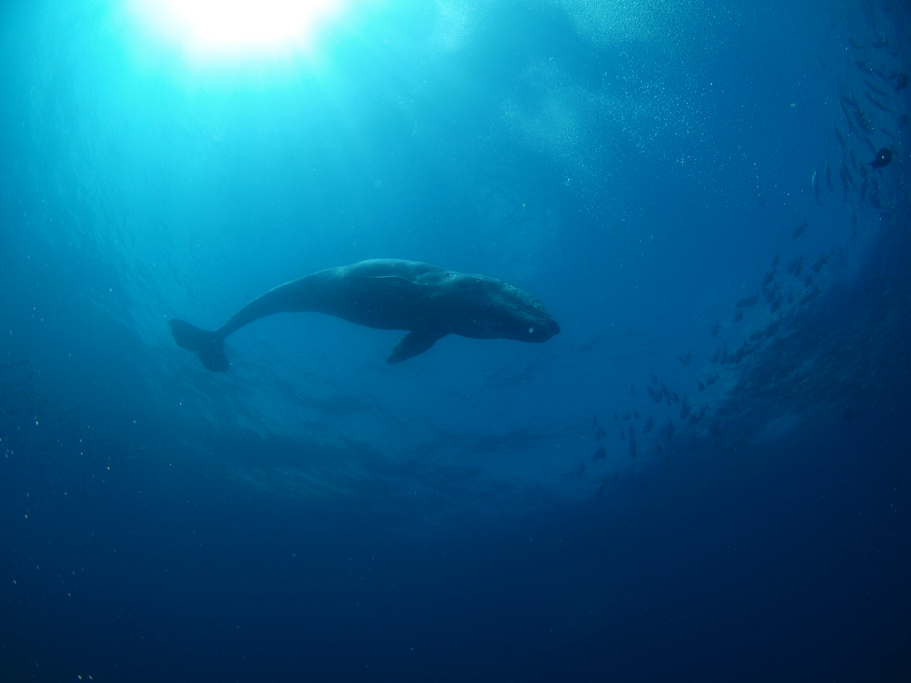 Juvenile Grey Whale at Cabo Pulmo
