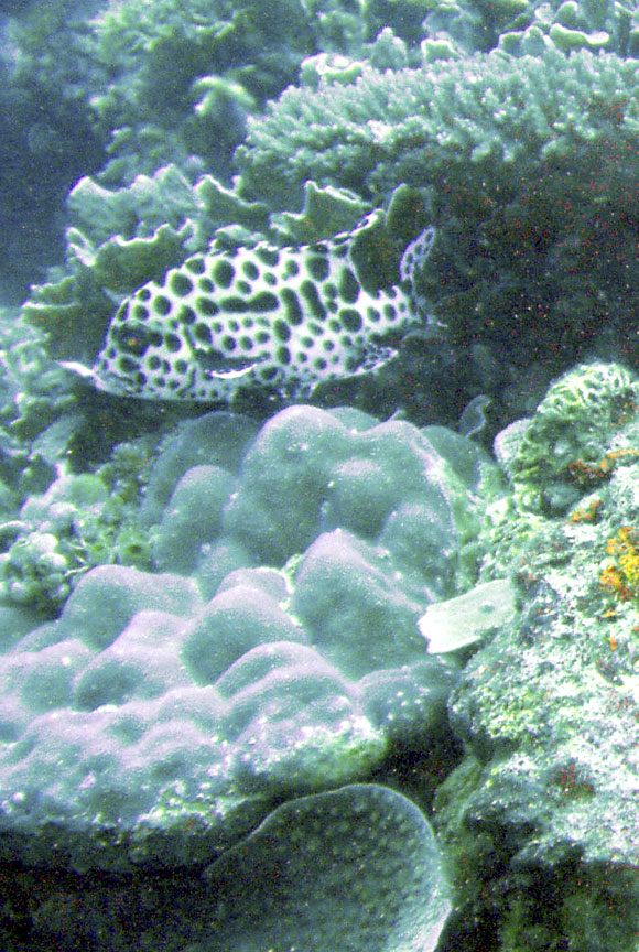 Juvenile Harlequin Sweetlips