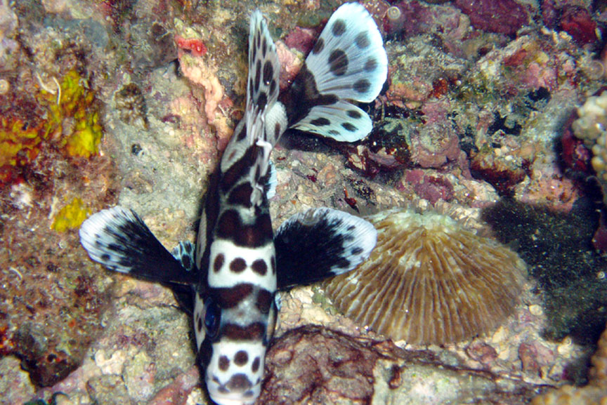 Juvenile Harlequin Sweetlips