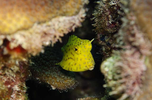 Juvenile Honeycomb Cowfish