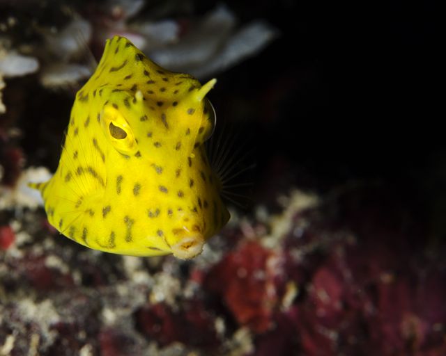 Juvenile Honeycomb Cowfish