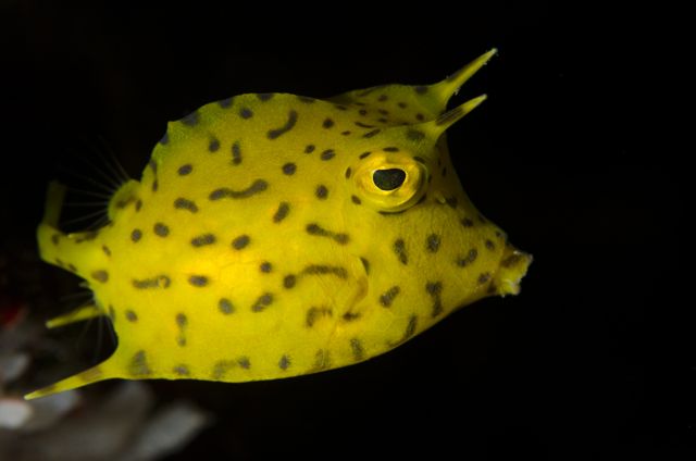 Juvenile Honeycomb Cowfish