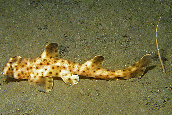 Juvenile Horn Shark