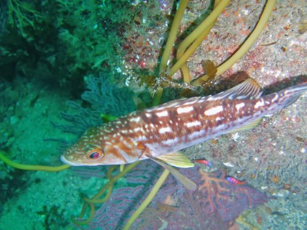 Juvenile Kelp Bass