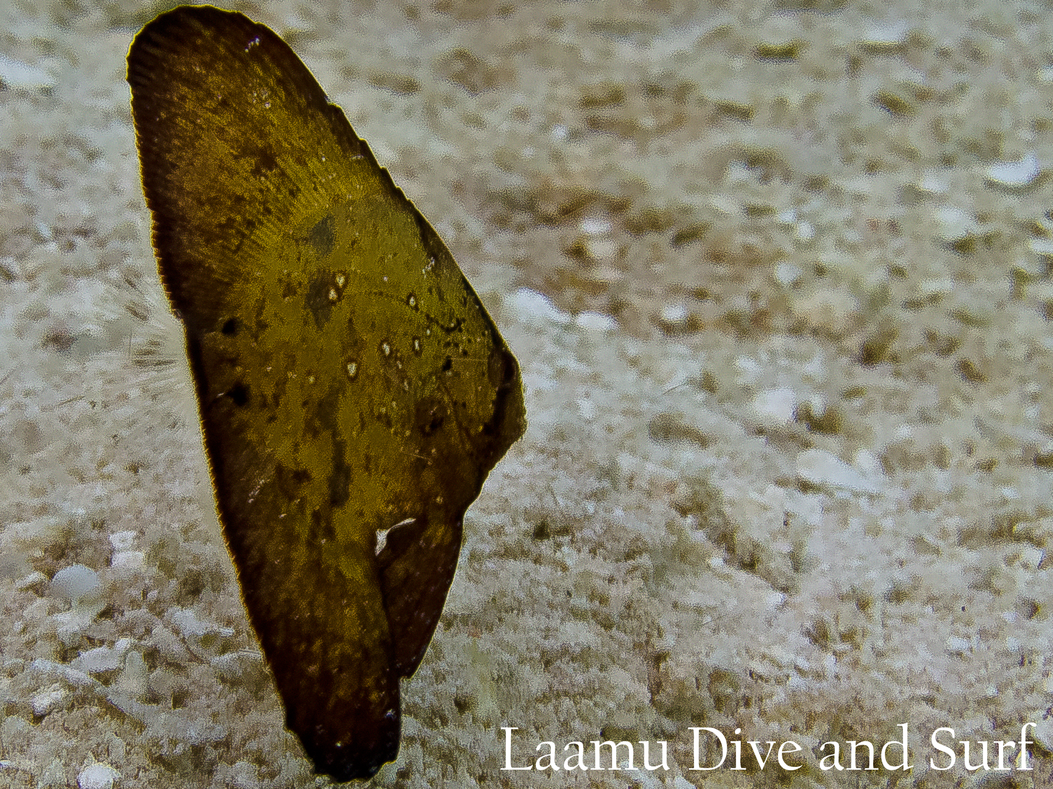 Juvenile Leaf fish