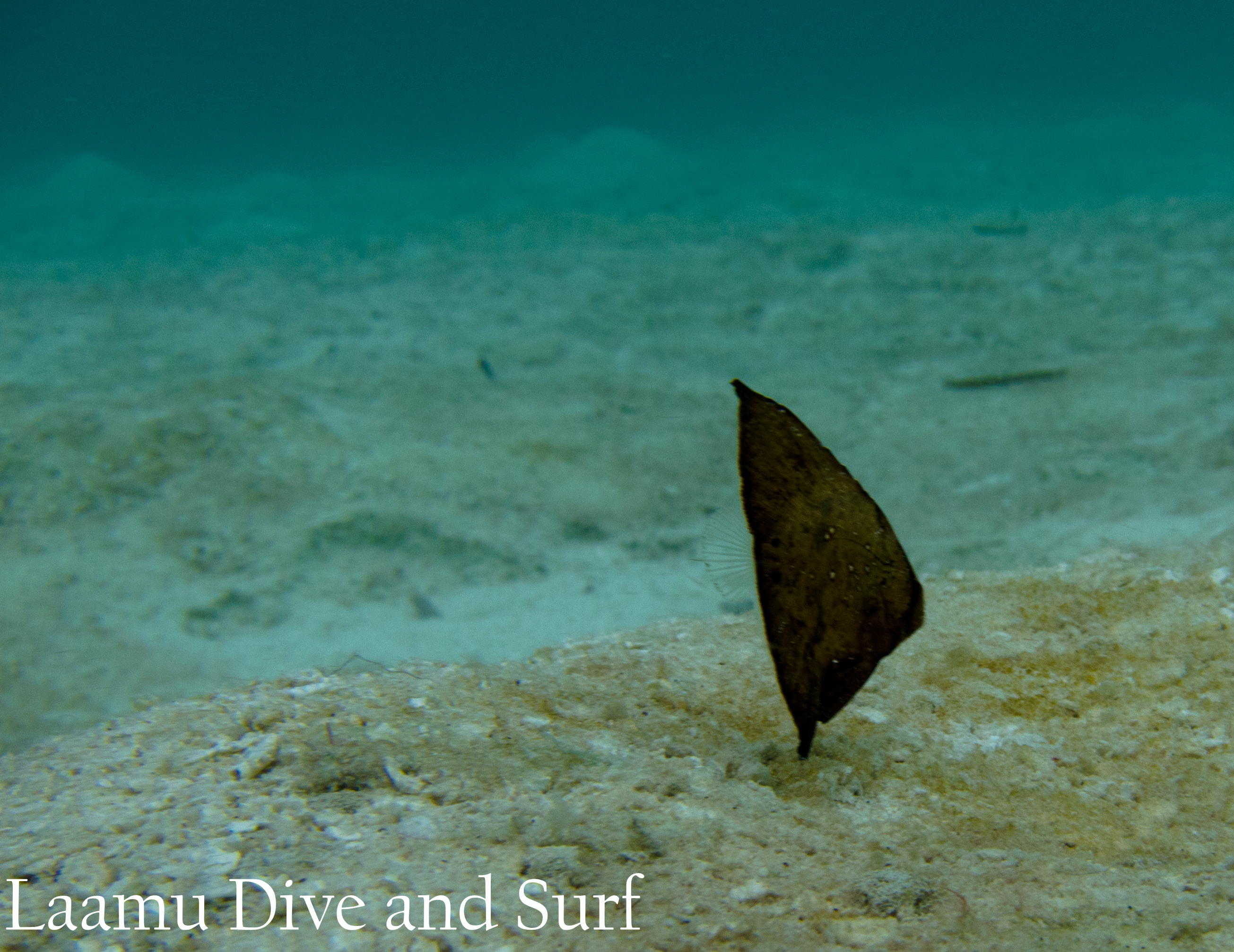 Juvenile Leaf fish