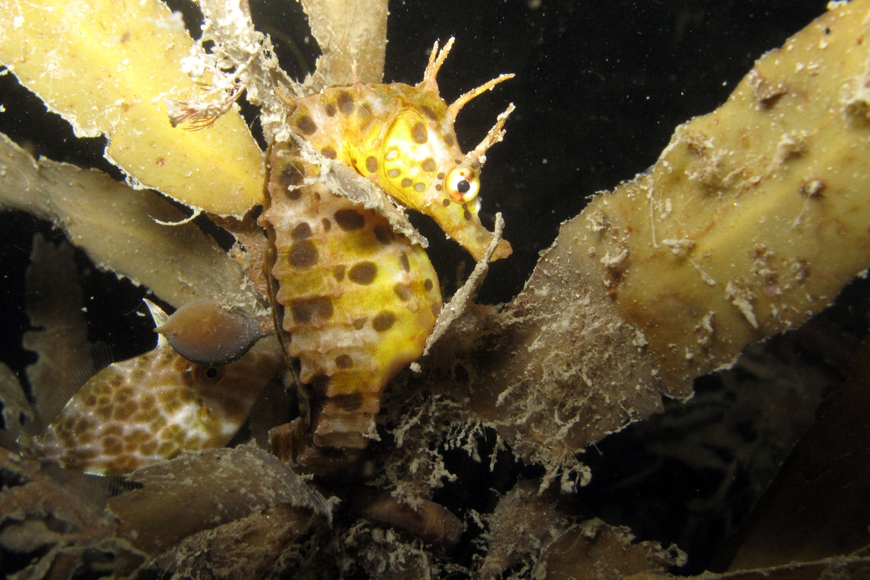 juvenile leatherjacket and juv pot bellied seahorse