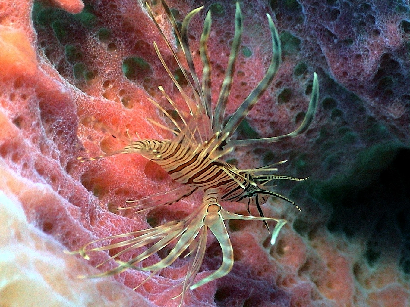 Juvenile Lionfish in a Sponge
