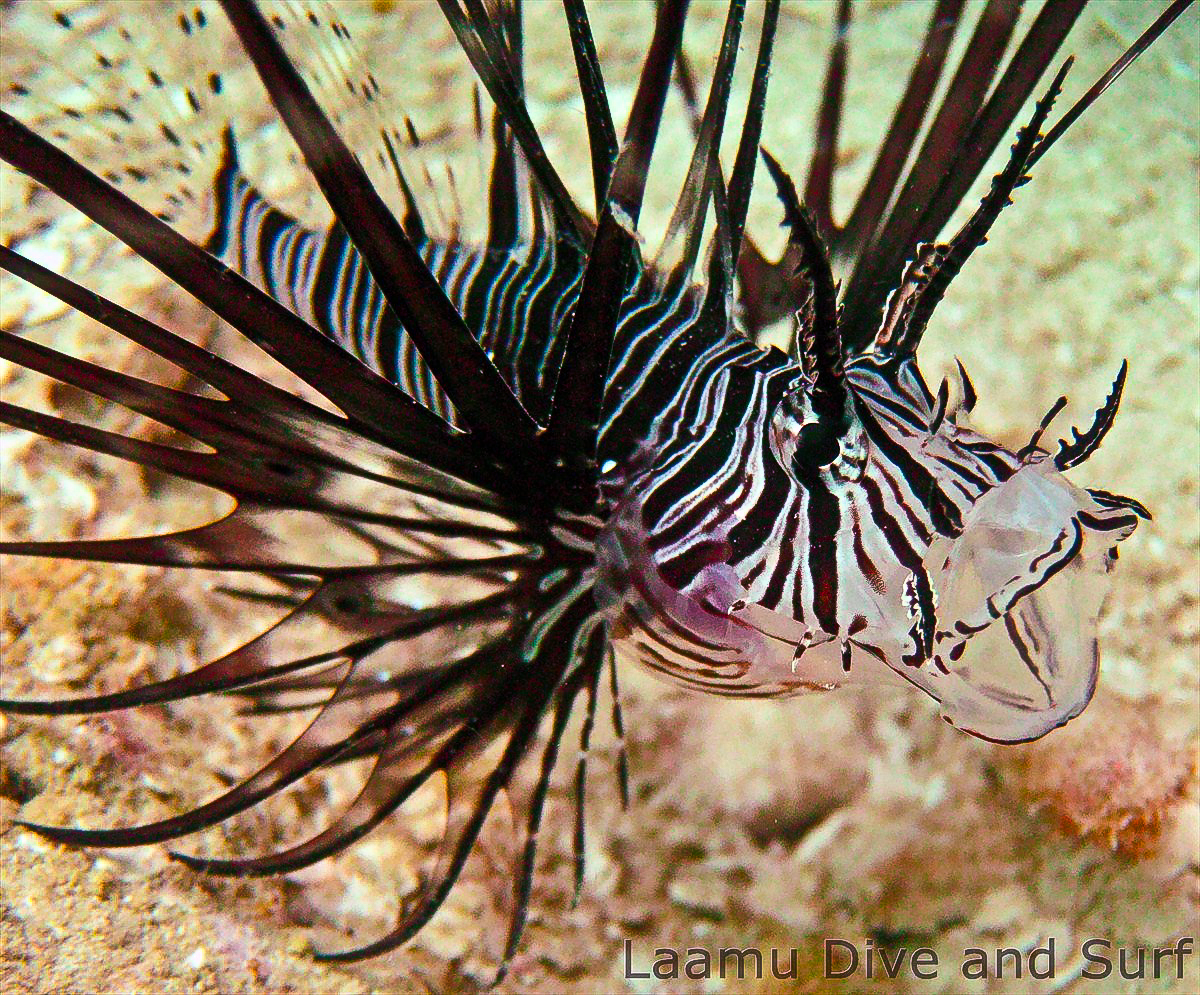 Juvenile Lionfish Yawn