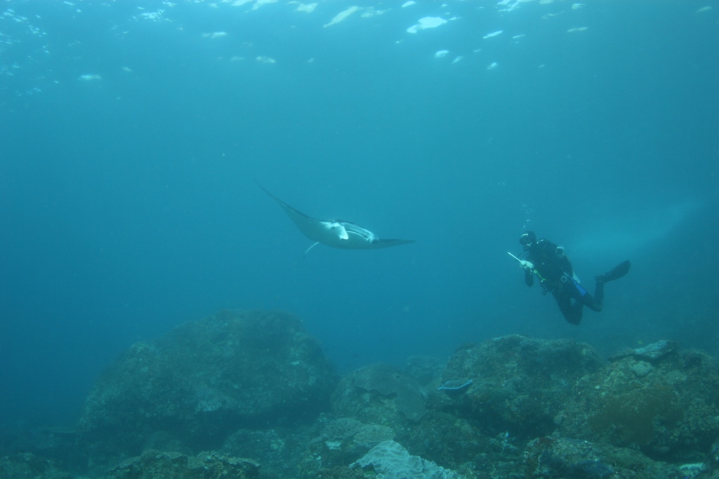 Juvenile Manta Ray