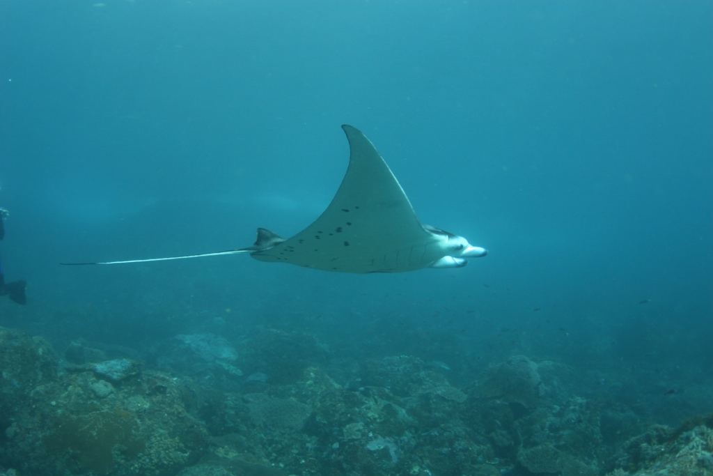 Juvenile Manta Ray