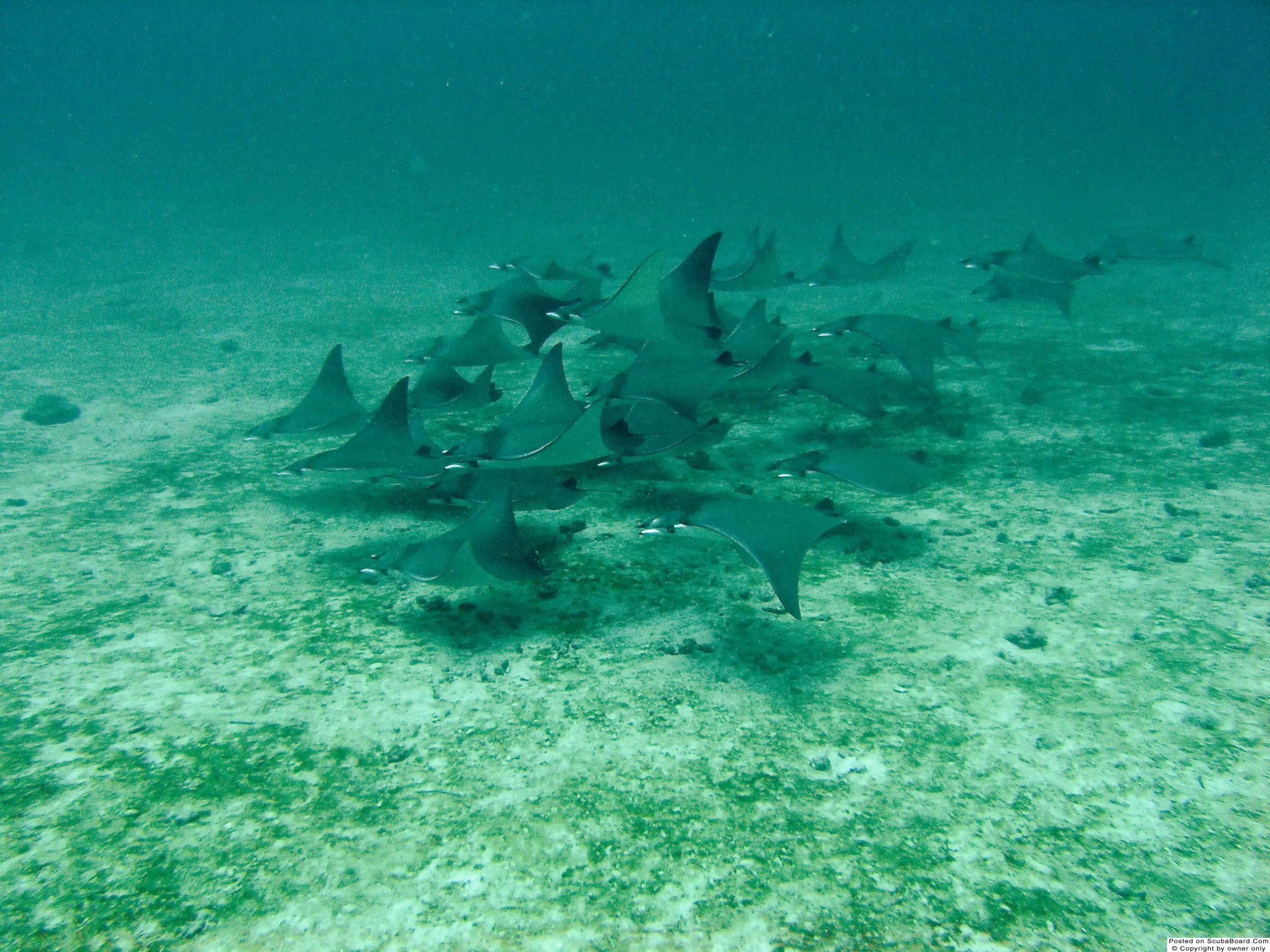 Juvenile manta rays