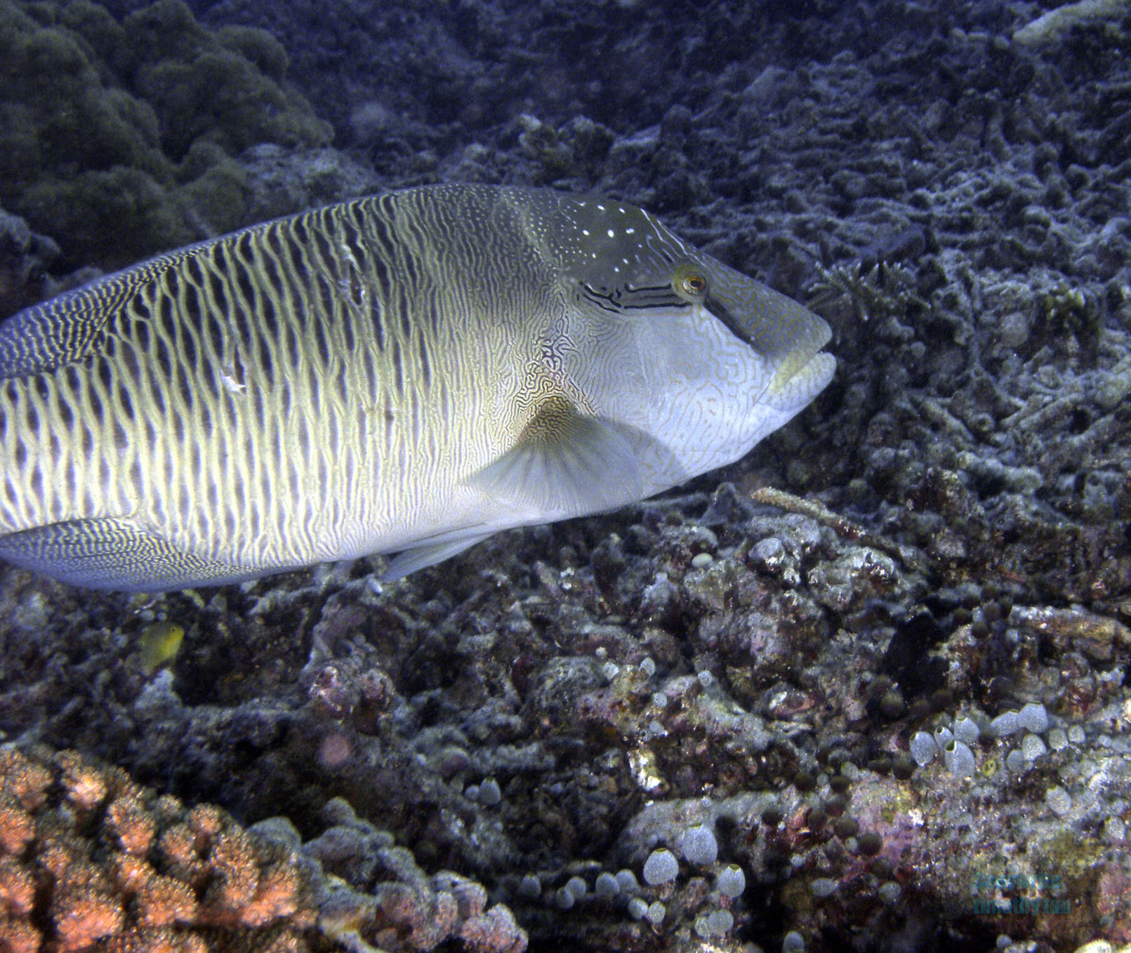 Juvenile Maori