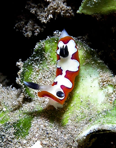 Juvenile Nudibranch