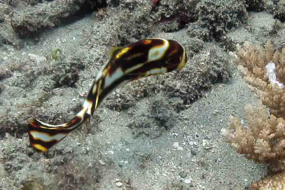 Juvenile Oriental Sweetlips