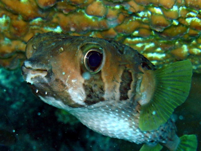 juvenile porcupinefish