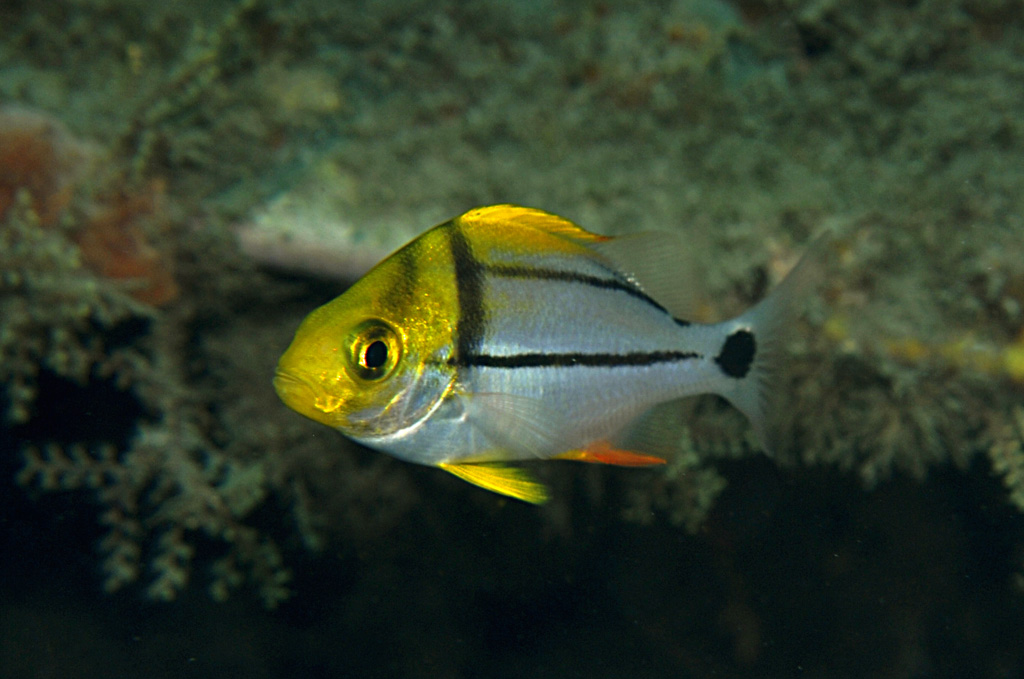 Juvenile Porkfish