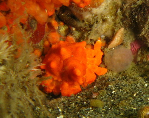 Juvenile Puget Sound King Crab