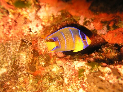 Juvenile Queen Angel in Cozumel