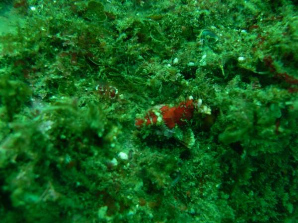 Juvenile Scorpion Fish