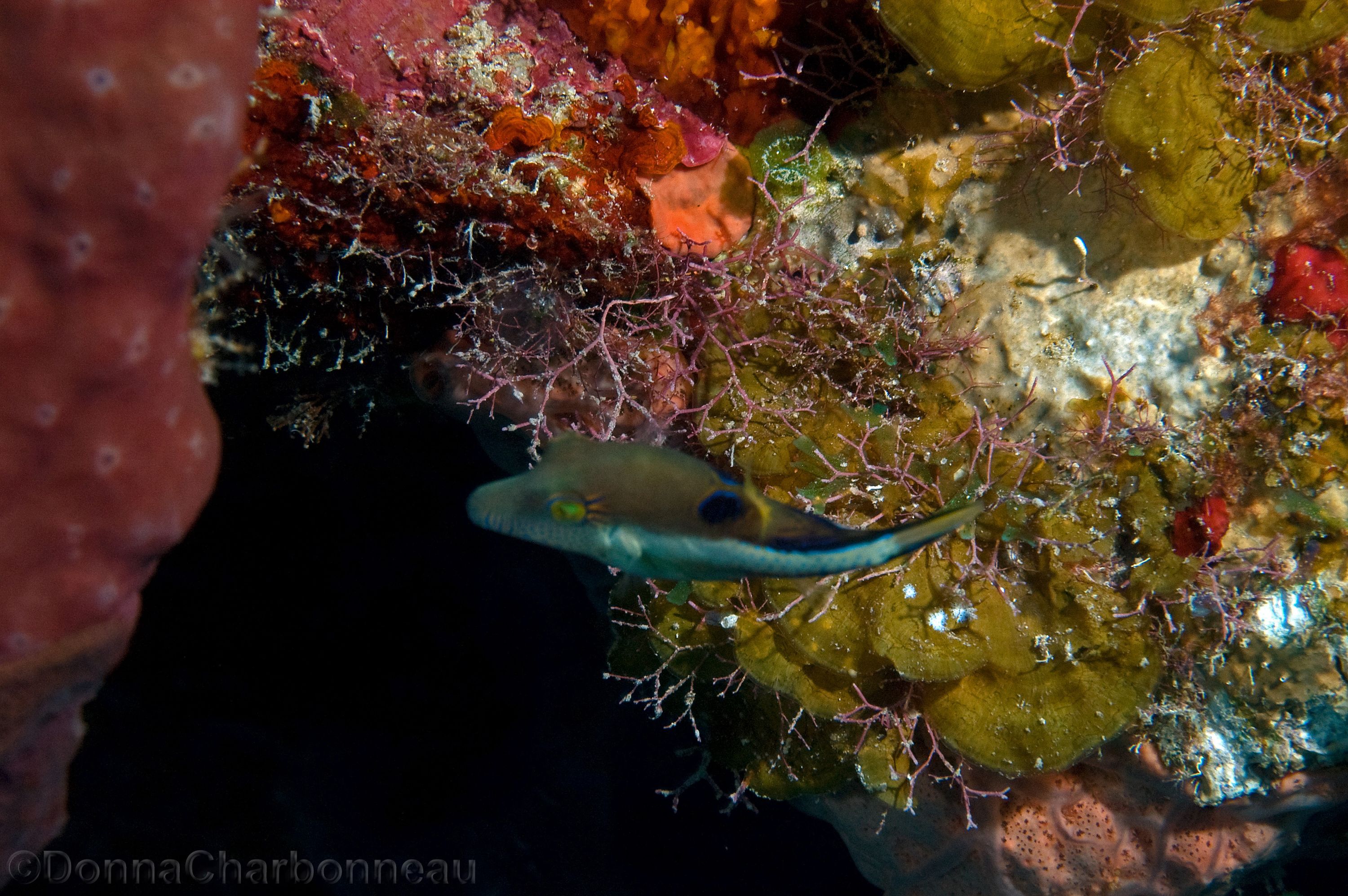 Juvenile Sharpnose Pufferfish