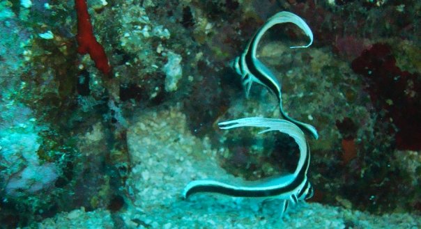 juvenile spotted drum fish