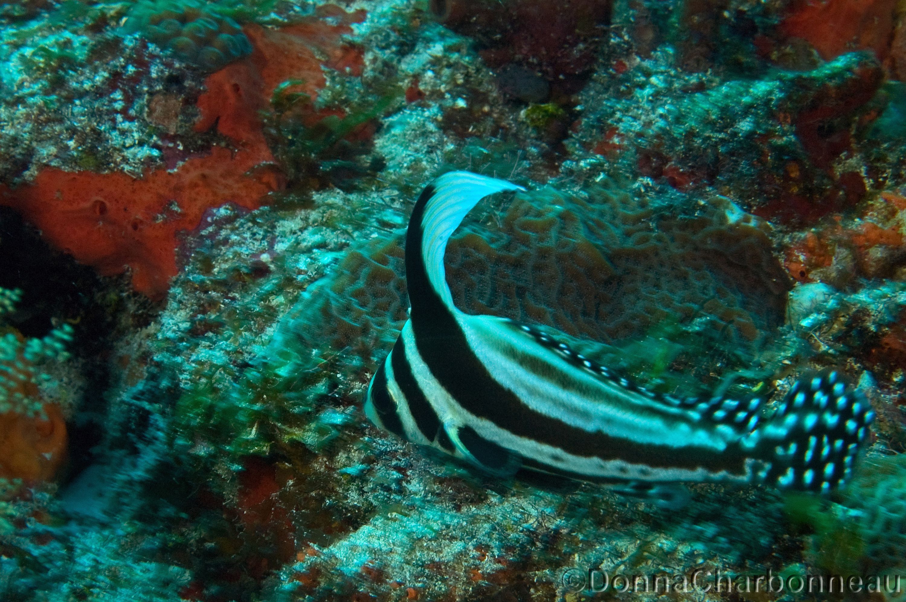 Juvenile Spotted Drum