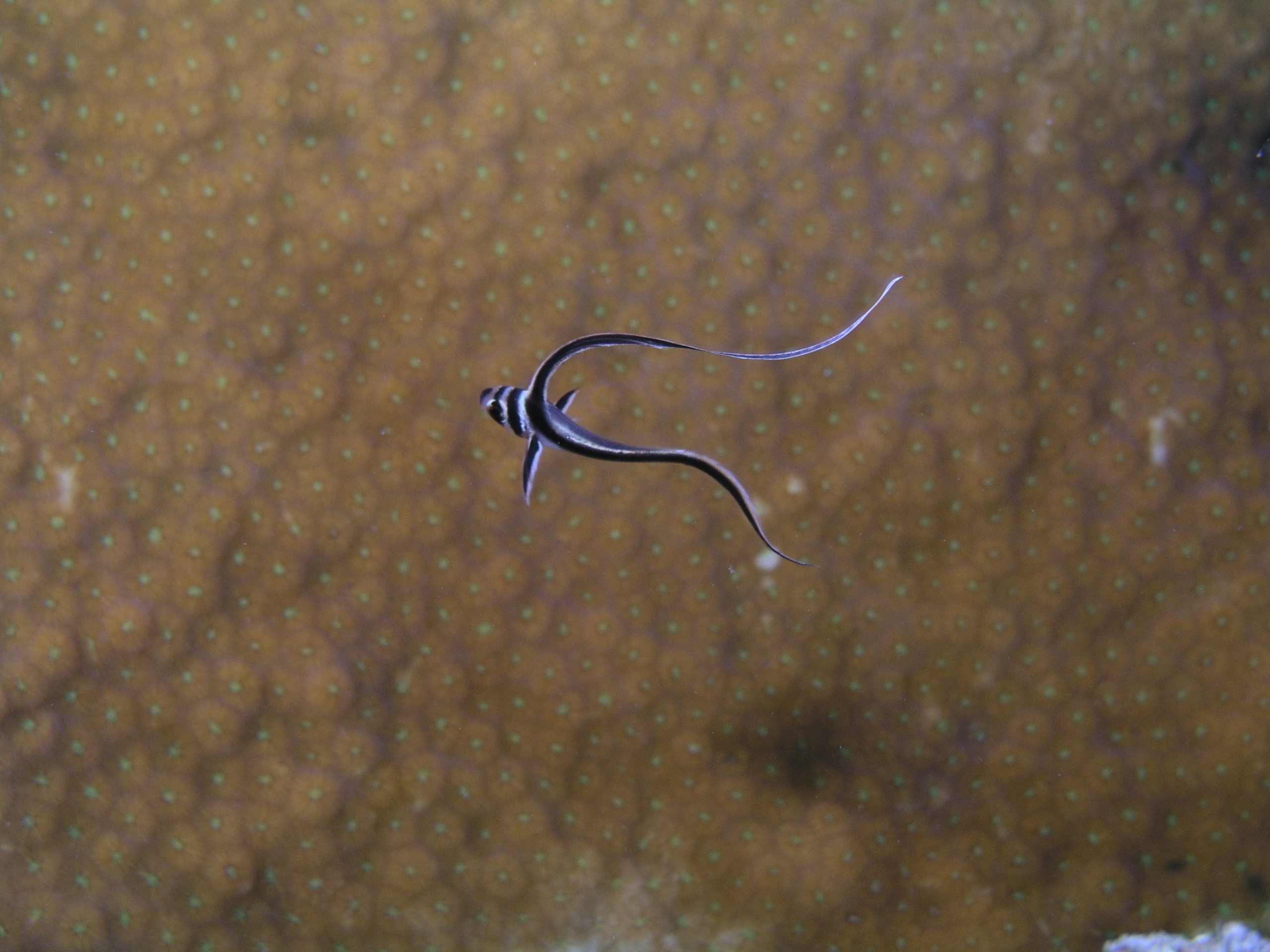 Juvenile Spotted Drum