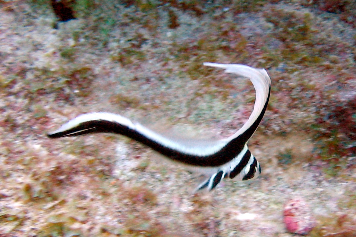 Juvenile Spotted Drum