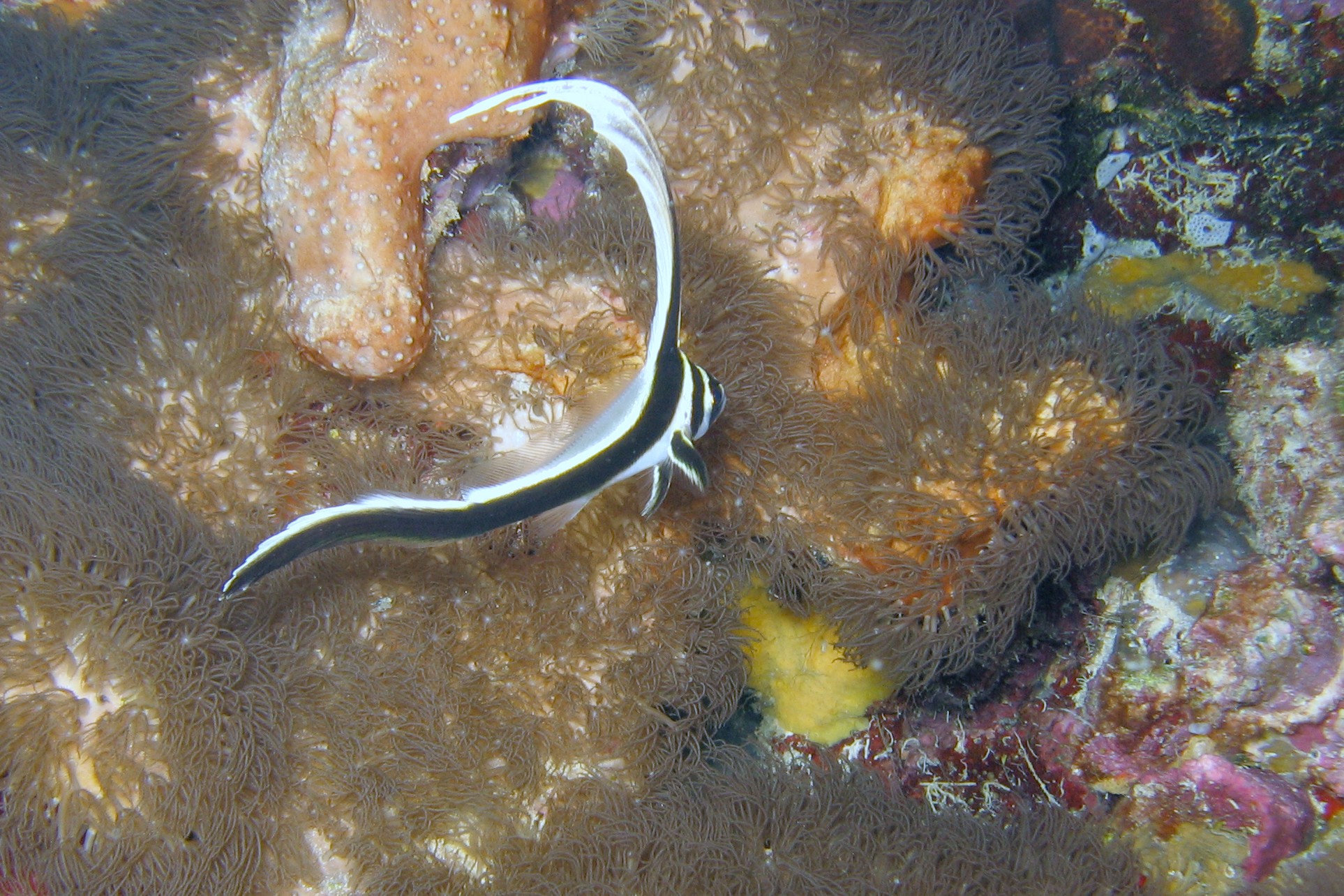 Juvenile Spotted Drum